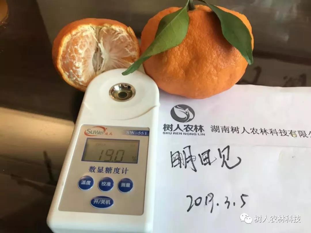 湖南樹人農(nóng)林科技有限公司,湖南柑橘品種銷售,中國果樹網(wǎng),常綠果樹類哪里好