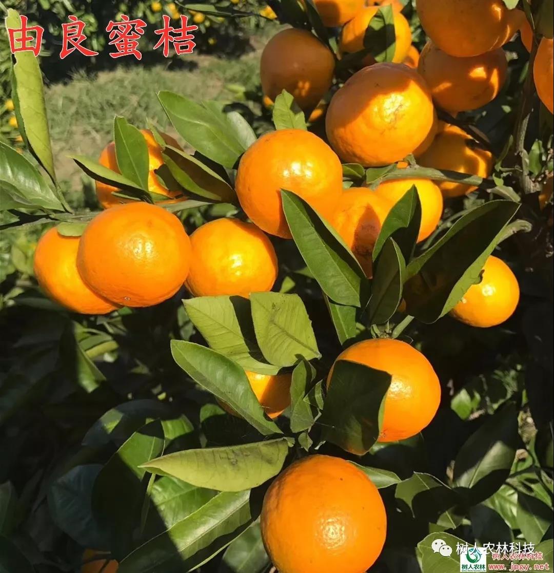 湖南樹人農(nóng)林科技有限公司,湖南柑橘品種銷售,中國果樹網(wǎng),常綠果樹類哪里好