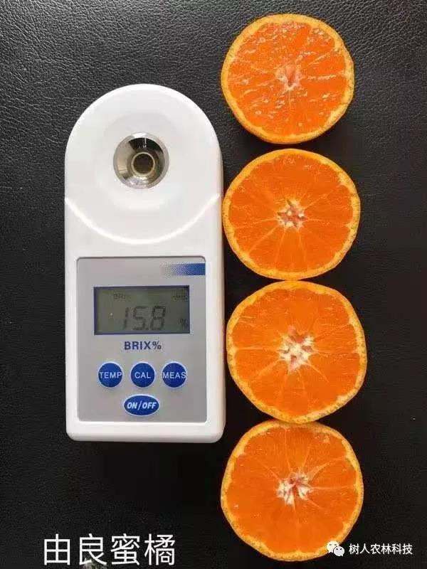 湖南樹人農(nóng)林科技有限公司,湖南柑橘品種銷售,中國果樹網(wǎng),常綠果樹類哪里好