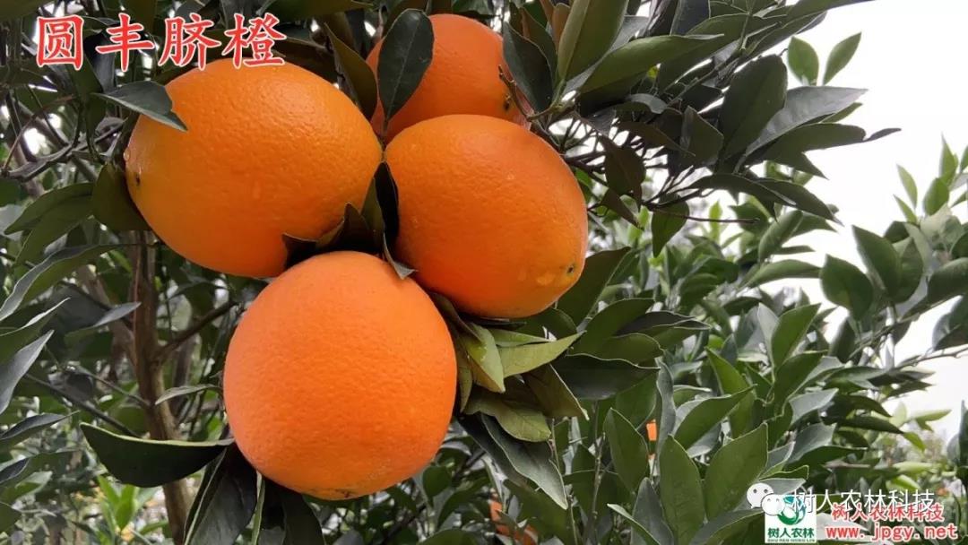 湖南樹人農(nóng)林科技有限公司,湖南柑橘品種銷售,中國果樹網(wǎng),常綠果樹類哪里好