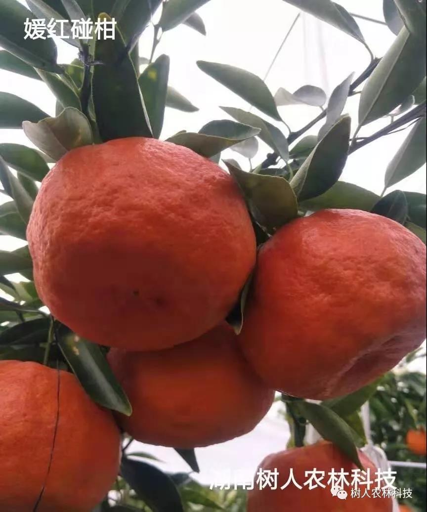 湖南樹人農(nóng)林科技有限公司,湖南柑橘品種銷售,中國果樹網(wǎng),常綠果樹類哪里好