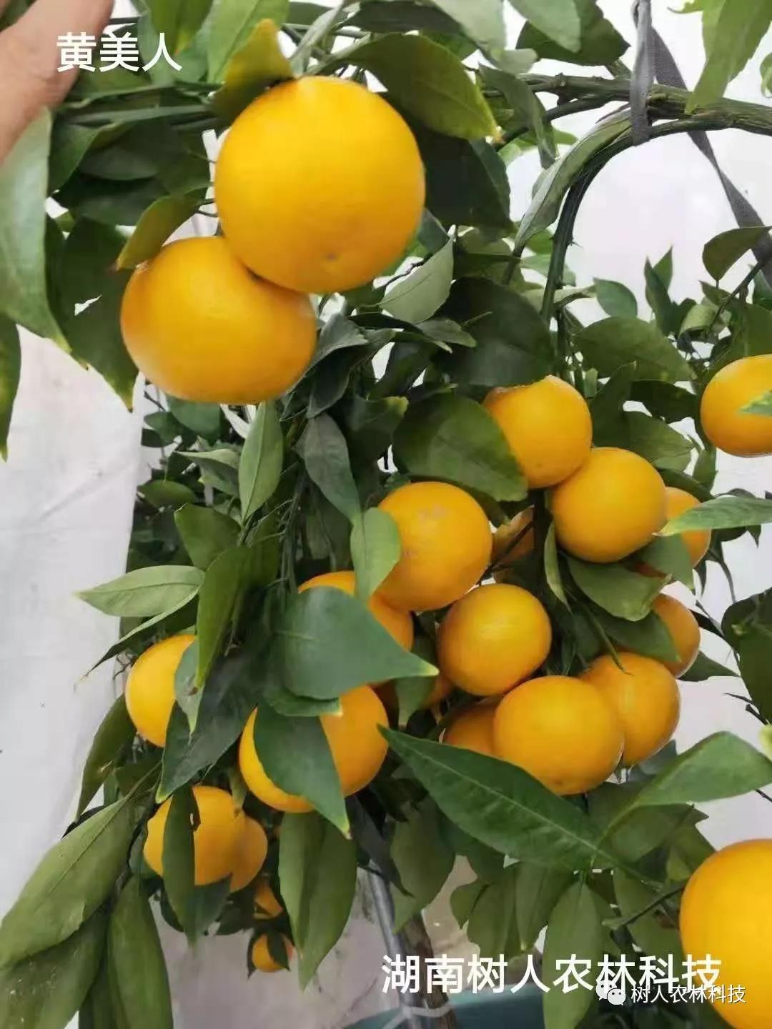 湖南樹人農(nóng)林科技有限公司,湖南柑橘品種銷售,中國果樹網(wǎng),常綠果樹類哪里好