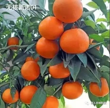 湖南樹人農(nóng)林科技有限公司,湖南柑橘品種銷售,中國果樹網(wǎng),常綠果樹類哪里好