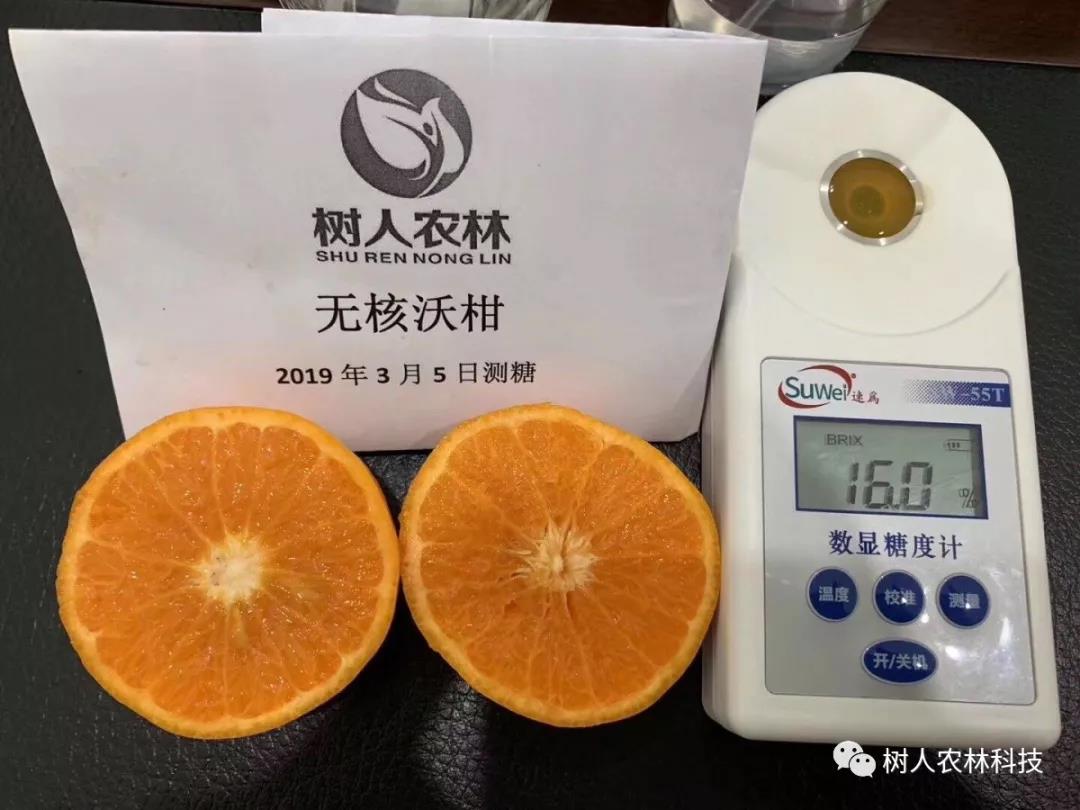 湖南樹人農(nóng)林科技有限公司,湖南柑橘品種銷售,中國果樹網(wǎng),常綠果樹類哪里好