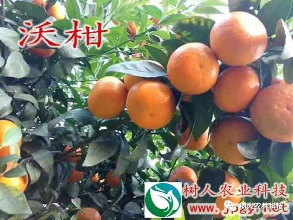 湖南樹人農(nóng)林科技有限公司,湖南柑橘品種銷售,中國果樹網(wǎng),常綠果樹類哪里好