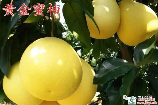 湖南樹人農(nóng)林科技有限公司,湖南柑橘品種銷售,中國果樹網(wǎng),常綠果樹類哪里好