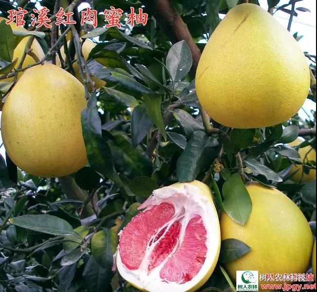 湖南樹人農(nóng)林科技有限公司,湖南柑橘品種銷售,中國果樹網(wǎng),常綠果樹類哪里好