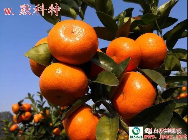 湖南樹人農(nóng)林科技有限公司,湖南柑橘品種銷售,中國果樹網(wǎng),常綠果樹類哪里好