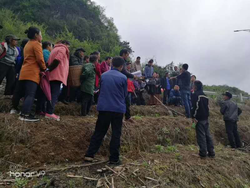 湖南樹人農(nóng)林科技有限公司,湖南柑橘品種銷售,中國果樹網(wǎng),常綠果樹類哪里好