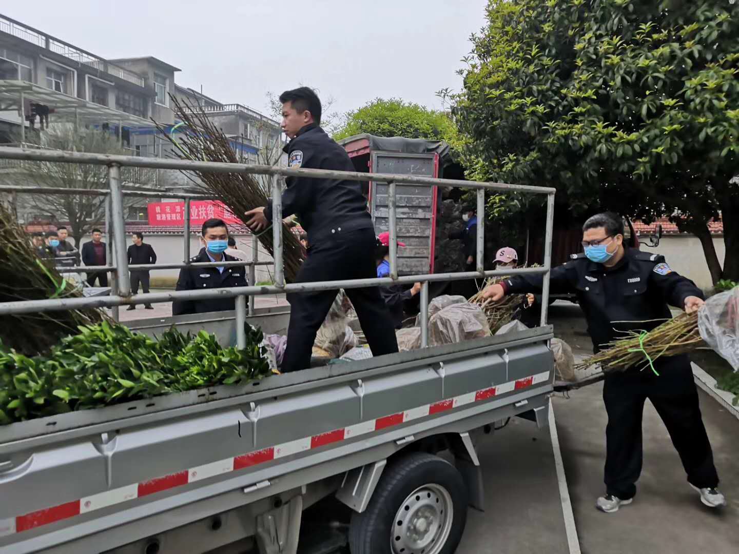 湖南樹人農(nóng)林科技有限公司,湖南柑橘品種銷售,中國(guó)果樹網(wǎng),常綠果樹類哪里好