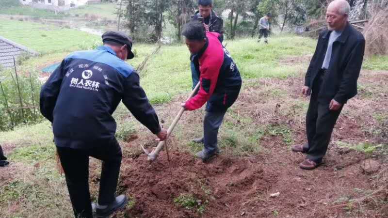 湖南樹人農(nóng)林科技有限公司,湖南柑橘品種銷售,中國(guó)果樹網(wǎng),常綠果樹類哪里好