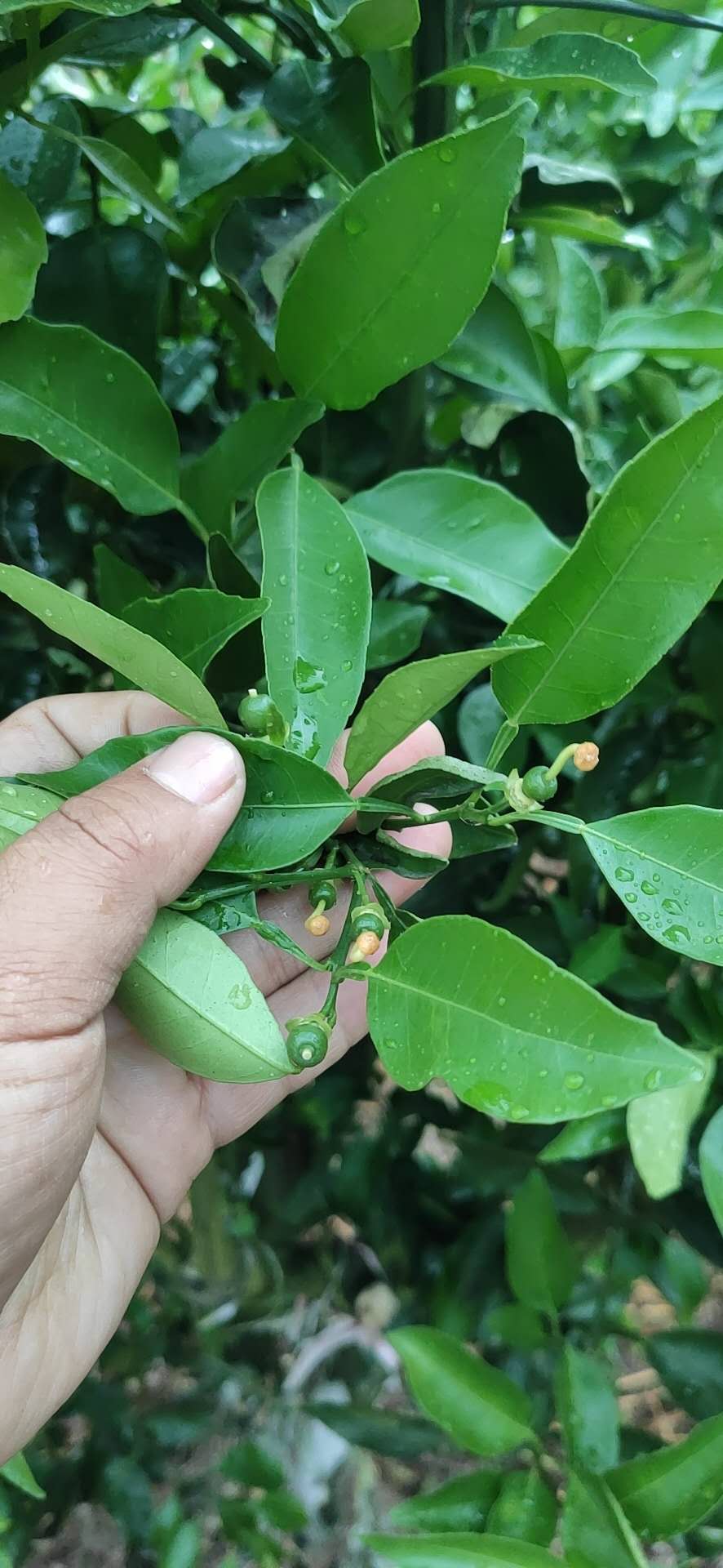 湖南樹人農林科技有限公司,湖南柑橘品種銷售,中國果樹網,常綠果樹類哪里好