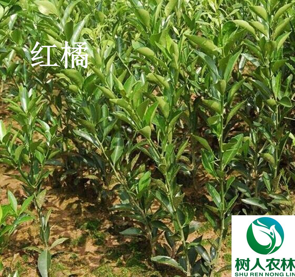 湖南樹人農林科技有限公司,湖南柑橘品種銷售,中國果樹網,常綠果樹類哪里好