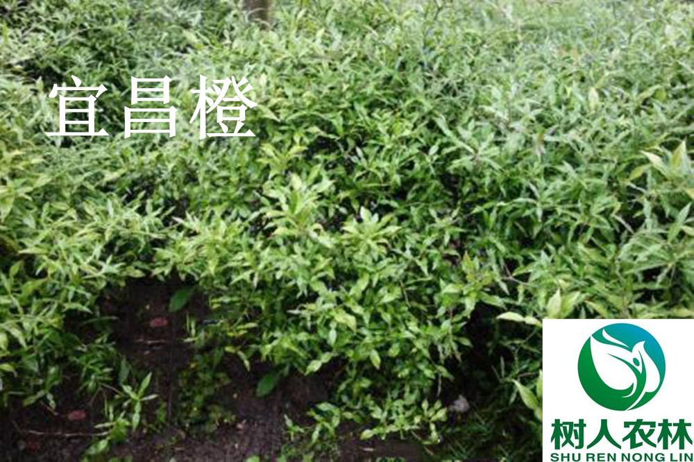 湖南樹人農林科技有限公司,湖南柑橘品種銷售,中國果樹網,常綠果樹類哪里好