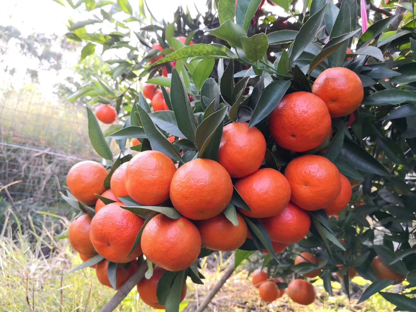 湖南樹人農林科技有限公司,湖南柑橘品種銷售,中國果樹網,常綠果樹類哪里好