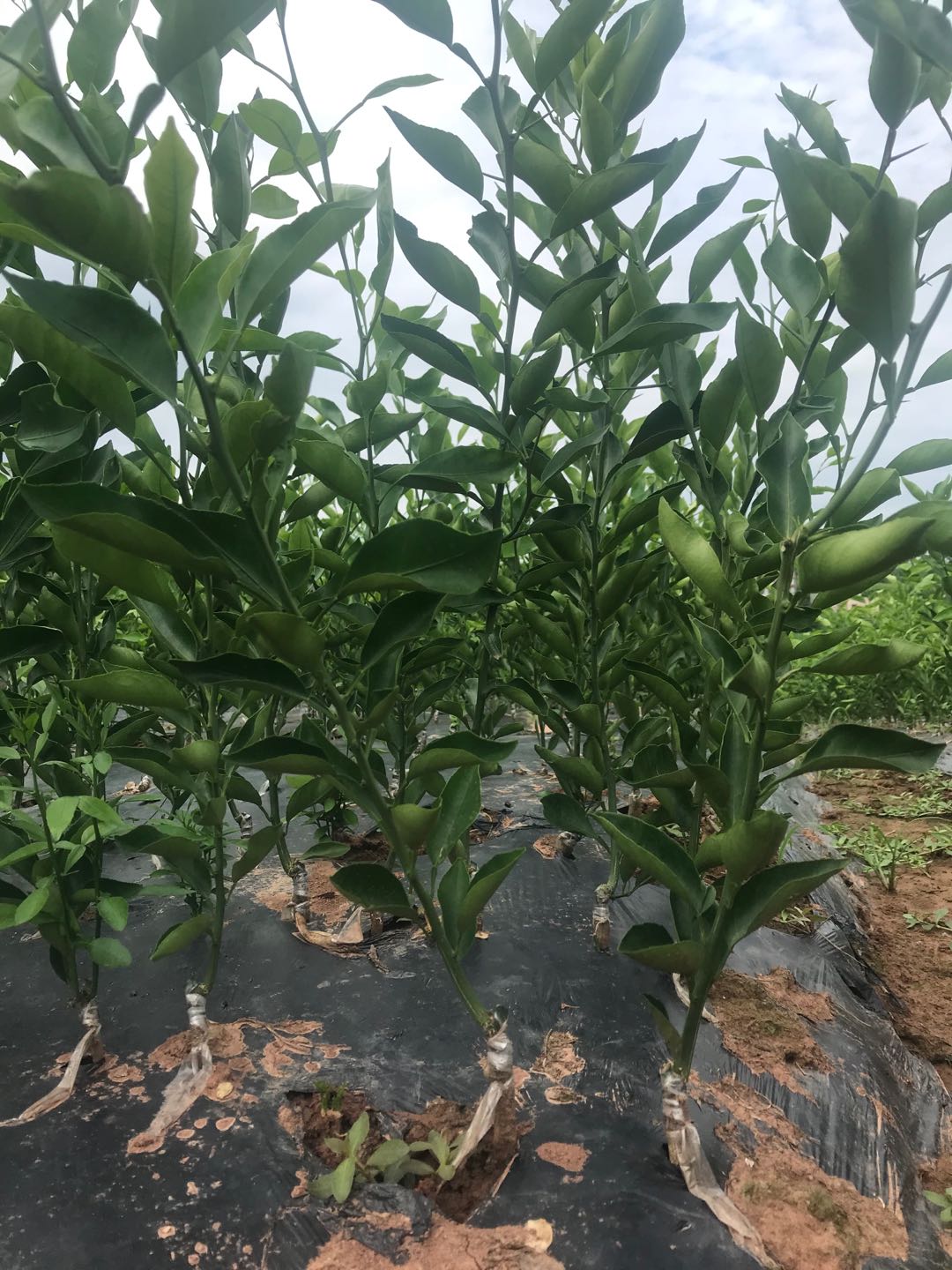 湖南樹人農林科技有限公司,湖南柑橘品種銷售,中國果樹網,常綠果樹類哪里好