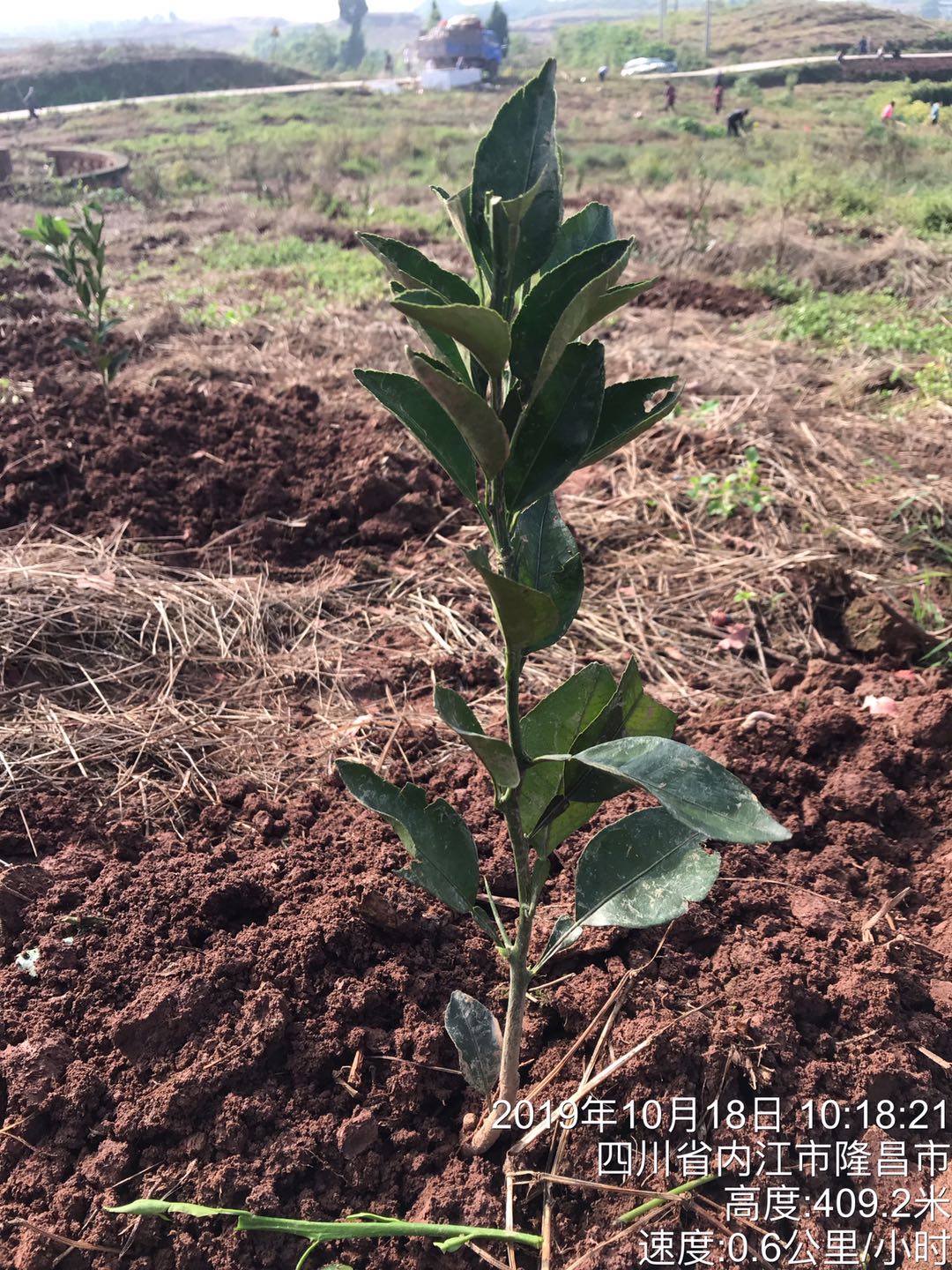 湖南樹人農(nóng)林科技有限公司,湖南柑橘品種銷售,中國(guó)果樹網(wǎng),常綠果樹類哪里好