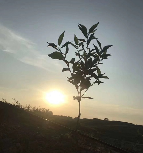 湖南樹人農(nóng)林科技有限公司,湖南柑橘品種銷售,中國(guó)果樹網(wǎng),常綠果樹類哪里好