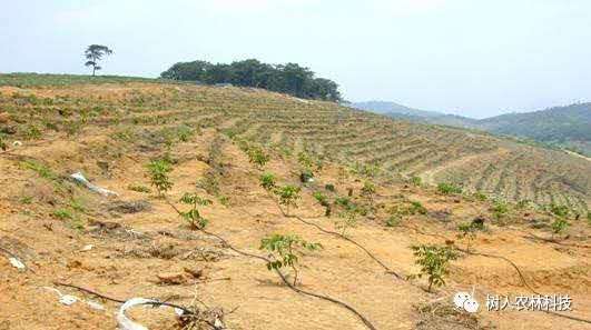 湖南樹人農(nóng)林科技有限公司,湖南柑橘品種銷售,中國(guó)果樹網(wǎng),常綠果樹類哪里好