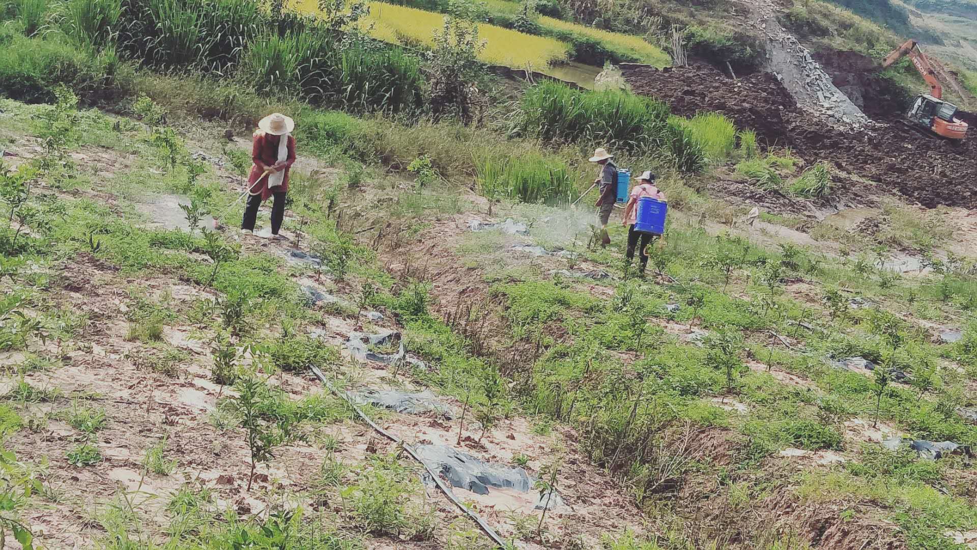 湖南樹人農(nóng)林科技有限公司,湖南柑橘品種銷售,中國(guó)果樹網(wǎng),常綠果樹類哪里好