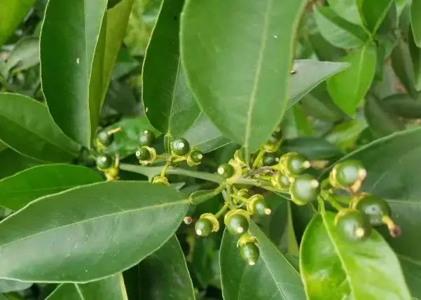 湖南樹人農林科技有限公司,湖南柑橘品種銷售,中國果樹網,常綠果樹類哪里好