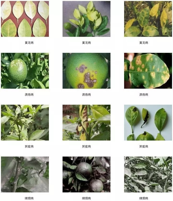 湖南樹人農林科技有限公司,湖南柑橘品種銷售,中國果樹網,常綠果樹類哪里好