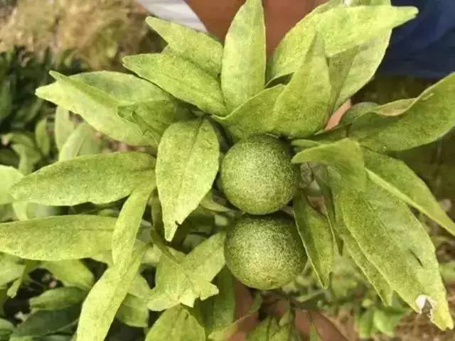 湖南樹人農林科技有限公司,湖南柑橘品種銷售,中國果樹網,常綠果樹類哪里好 湖南樹人農林科技有限公司,湖南柑橘品種銷售,中國果樹網,常綠果樹類哪里好