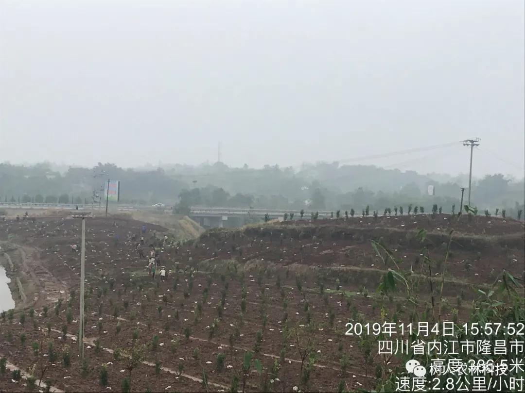 湖南樹人農林科技有限公司,湖南柑橘品種銷售,中國果樹網,常綠果樹類哪里好