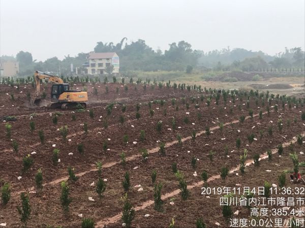 湖南樹人農林科技有限公司,湖南柑橘品種銷售,中國果樹網,常綠果樹類哪里好
