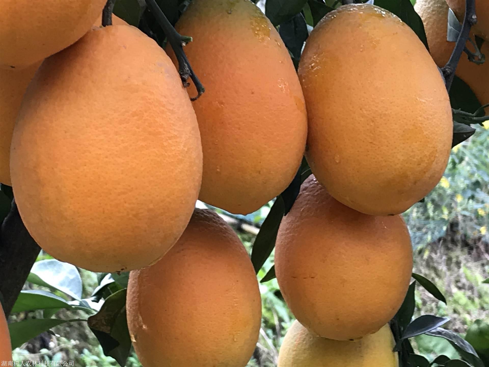 湖南樹人農(nóng)林科技有限公司,湖南柑橘品種銷售,中國果樹網(wǎng),常綠果樹類哪里好